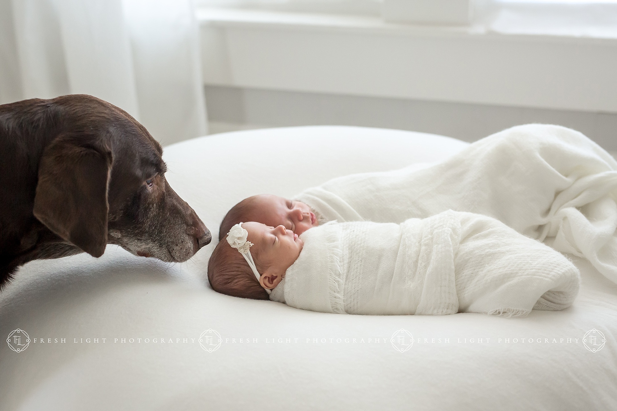 Newborn Twins with Family Dog