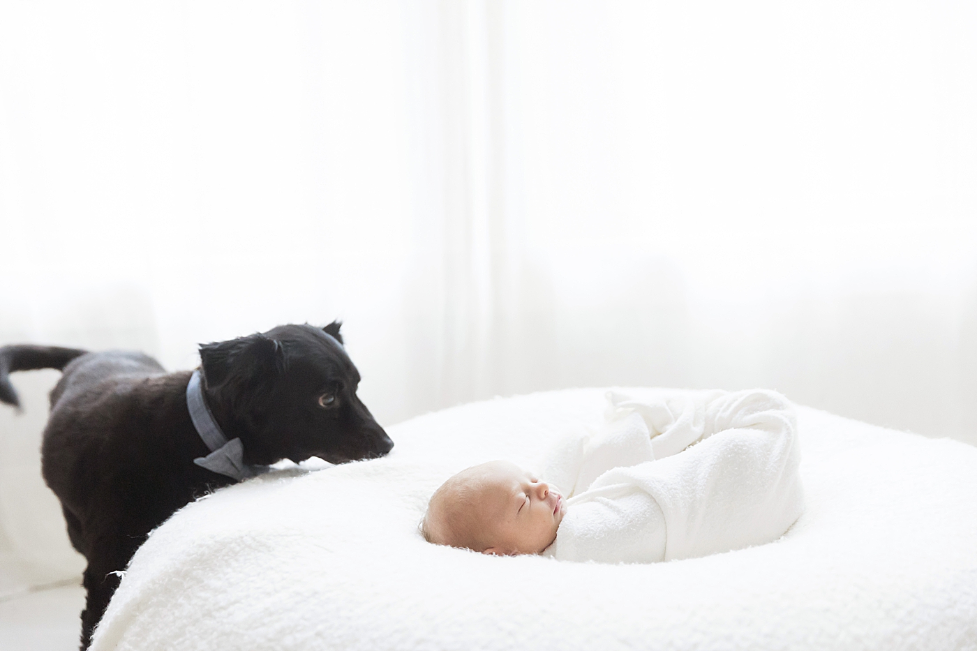 Dog looking over baby during newborn session. Photo by Fresh Light Photography.