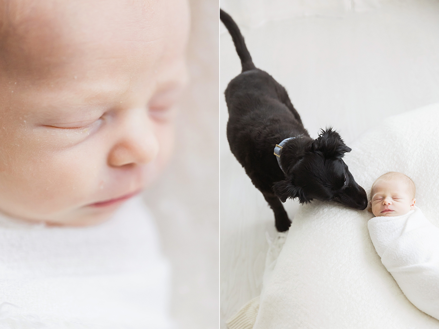 Baby boy newborn photos with family dog. Photo by Fresh Light Photography.