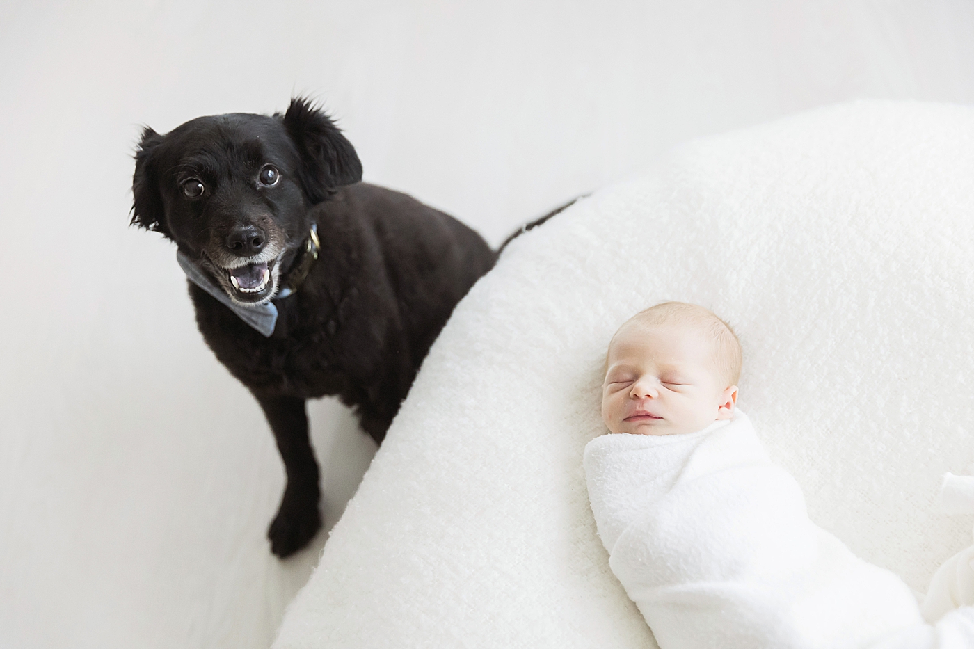 Newborn photoshoot with family dog in Houston studio. Photo by Fresh Light Photography.