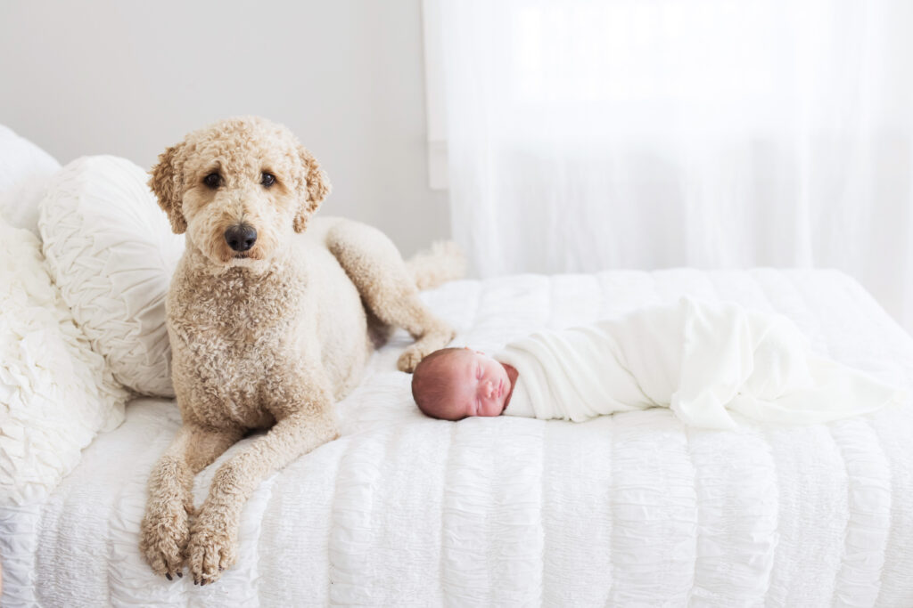 baby session with dog